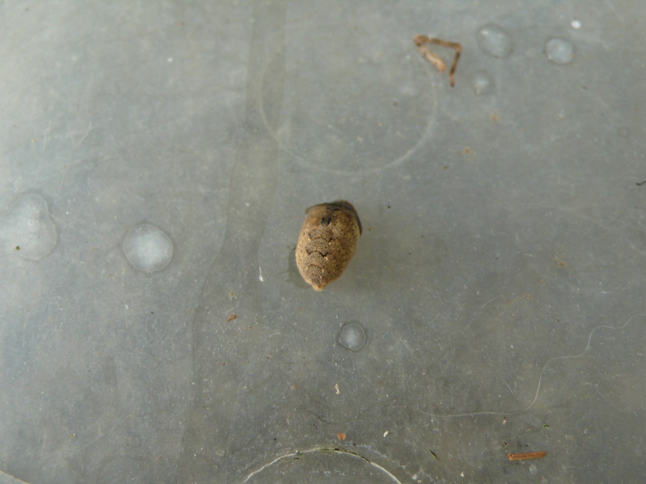 delitto in carcere (cannibalismo tra Zoropsis sp.)